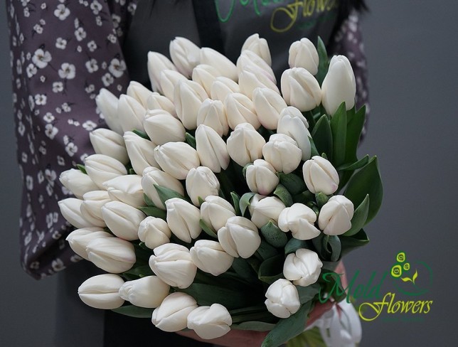 Dutch White tulip photo